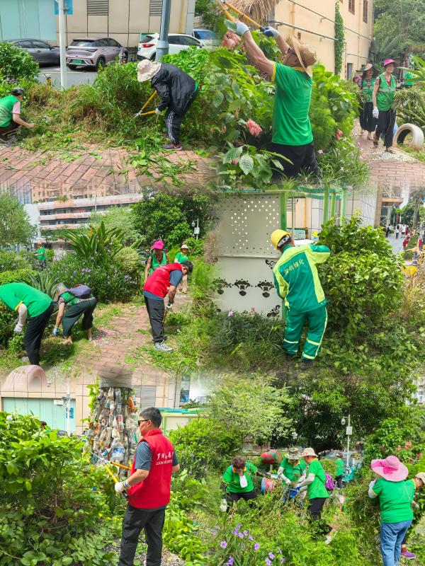 20250811和平社区“银龄携手青春,共筑健康防线”基孔肯雅热防治志愿清洁行动2.jpg 20250811和平社区“银龄携手青春,共筑健康防线”基孔肯雅热防治志愿清洁行动2.jpg