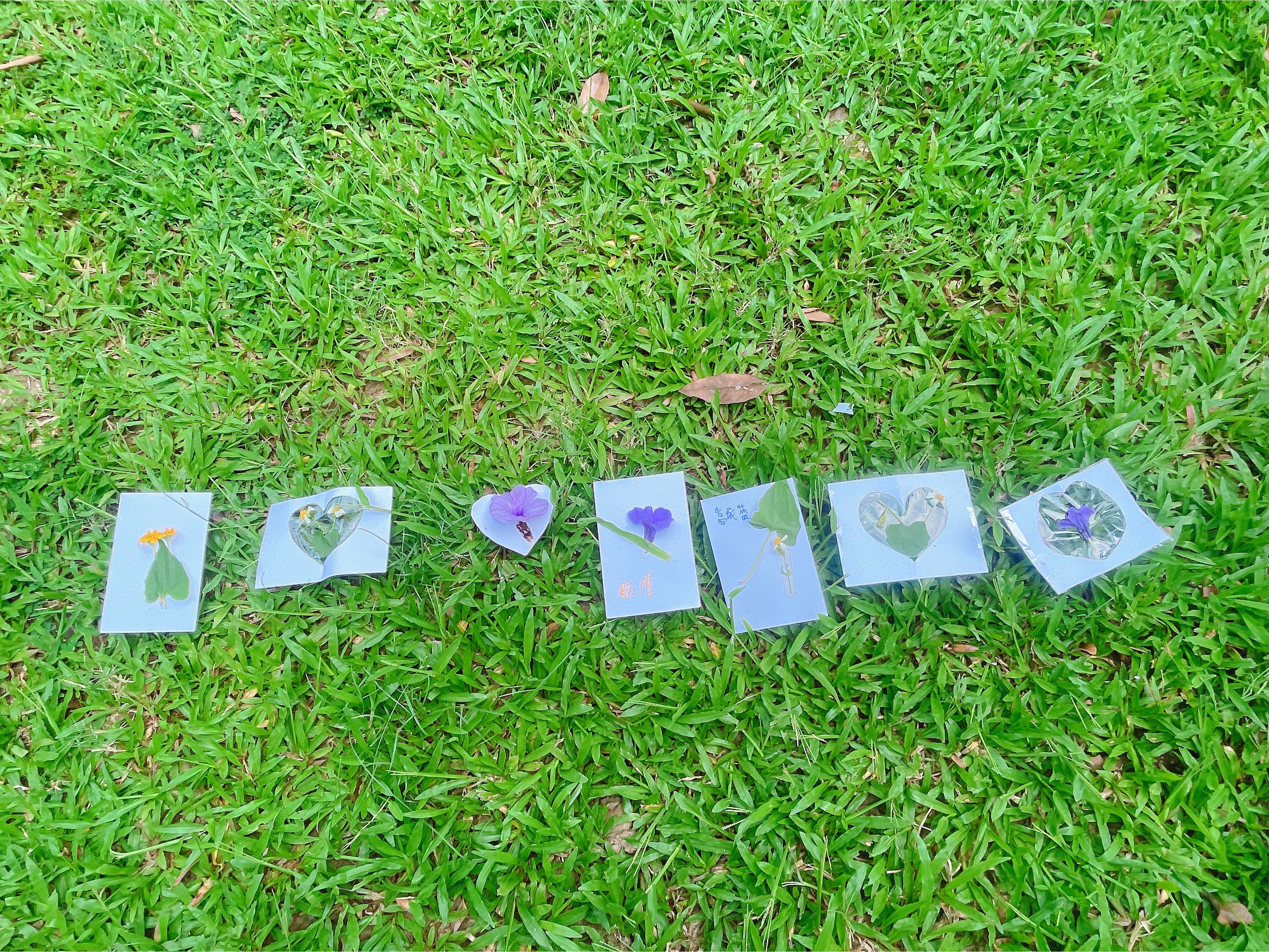 小小探险家生态大作战 (2).jpg 小小探险家生态大作战 (2).jpg